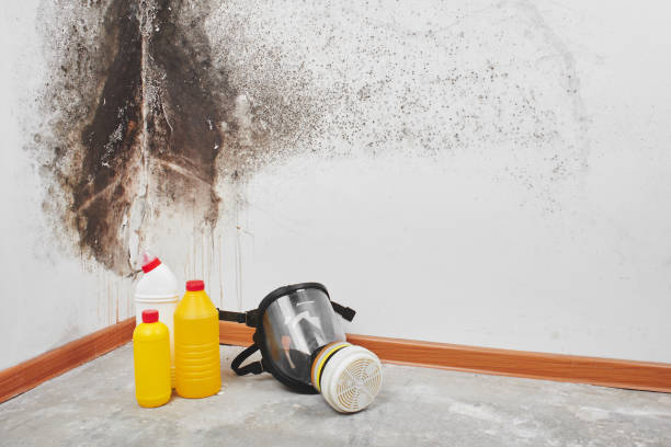 Best Mold Damage Repair  in Brownstown, IN