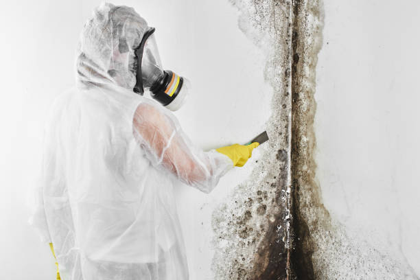 Best Mold Remediation  in Brownstown, IN