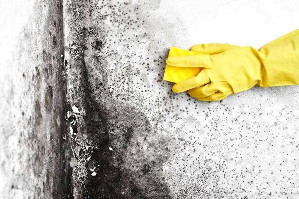 Crawl Space Mold Removal in Brownstown, IN