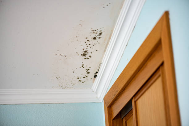 Best Attic Mold Removal  in Brownstown, IN