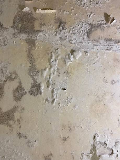 Professional Mold Removal in Brownstown, IN