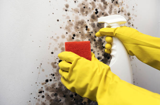 Best Affordable Mold Removal  in Brownstown, IN