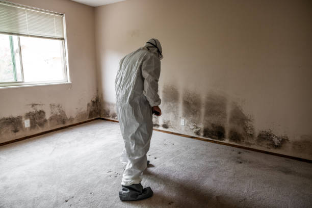 Home Mold Removal in Brownstown, IN