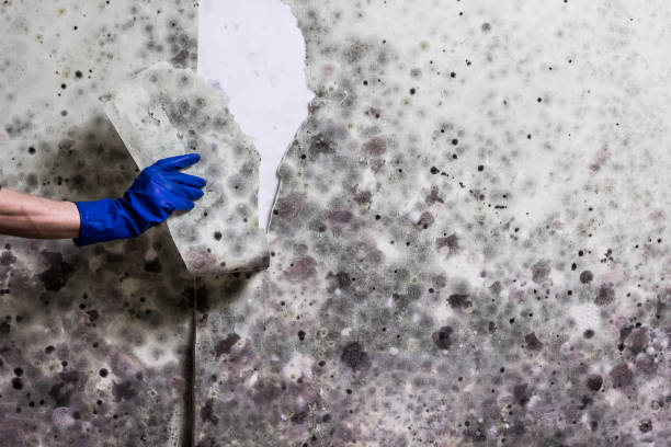 Best Crawl Space Mold Removal  in Brownstown, IN