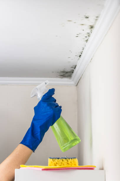 Best Black Mold Removal  in Brownstown, IN