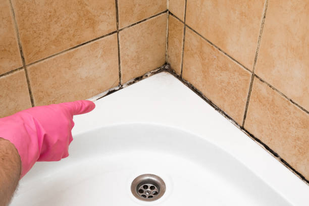 Best Certified Mold Removal  in Brownstown, IN